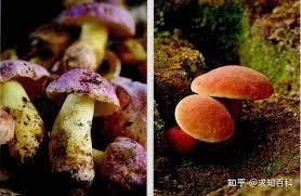 重生八零，從每月情報資訊開始