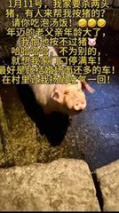 回鄉養豬，一場殺豬宴爆火網絡