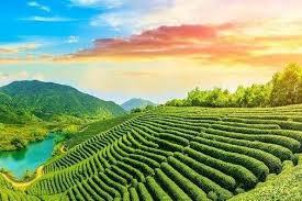 村野迷人